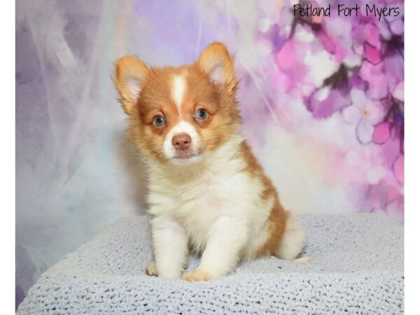 Pomeranian DOG Male Orange & White 20507 Petland Fort Myers, Florida