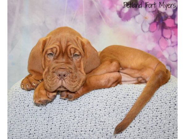 Dogue de Bordeaux DOG Female Red 20509 Petland Fort Myers, Florida