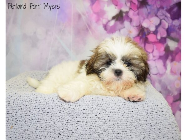 Shih Tzu DOG Male Brown & White 20530 Petland Fort Myers, Florida