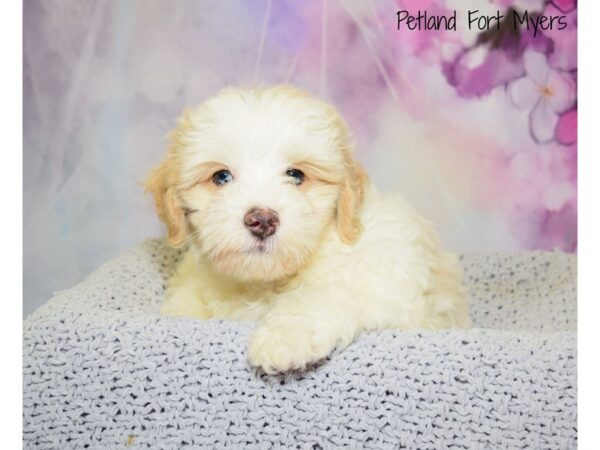 Miniature Poodle/Lhasa Apso DOG Male Red & White 20548 Petland Fort Myers, Florida