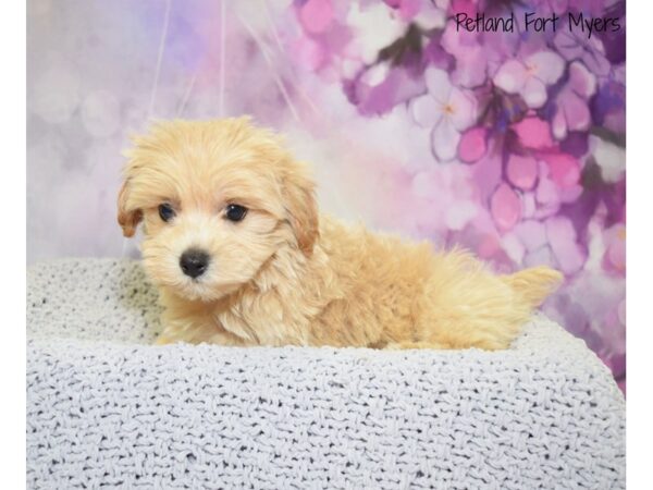 Maltese/Miniature Poodle DOG Male Light Red 20547 Petland Fort Myers, Florida