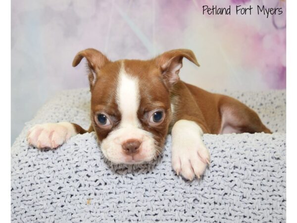 Boston Terrier DOG Female Red & White 20546 Petland Fort Myers, Florida