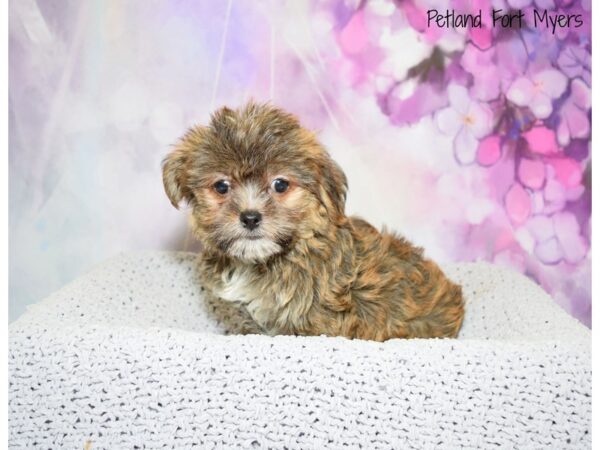 Shorkie DOG Male Beige 20545 Petland Fort Myers, Florida