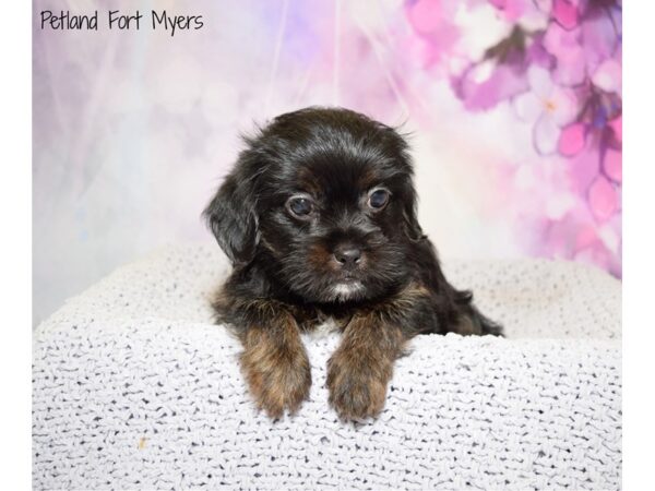 Shih Tzu/Yorkie DOG Female Black & Tan 20544 Petland Fort Myers, Florida