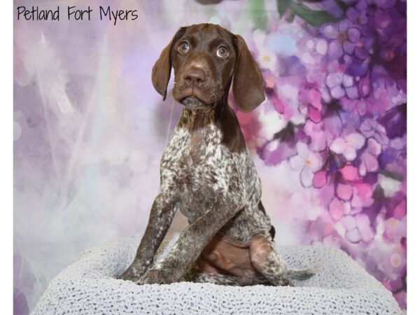 German Shorthair Pointer DOG Male Liver & White 20543 Petland Fort Myers, Florida