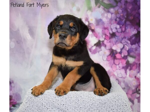 Rottweiler DOG Male Black & Rust 20542 Petland Fort Myers, Florida