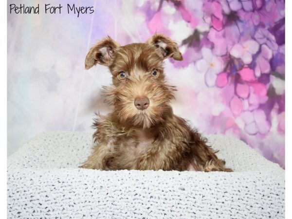 Miniature Schnauzer DOG Female Liver 20541 Petland Fort Myers, Florida