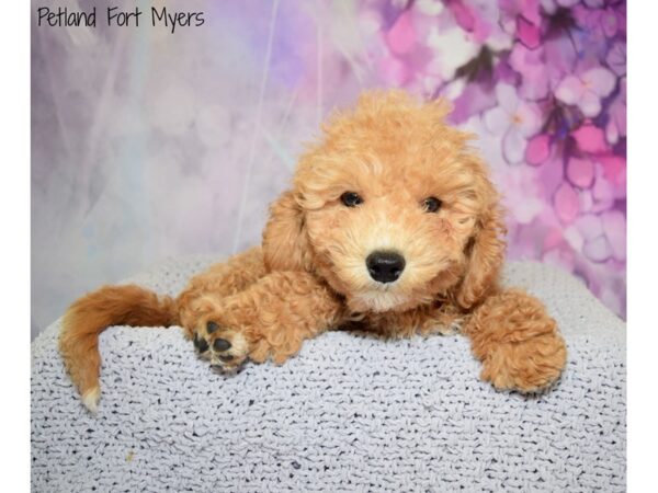 Cavachon (Cavalier/Bichon) DOG Male Ruby 20540 Petland Fort Myers, Florida