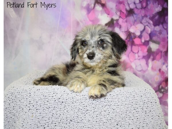 Miniature Goldendoodle DOG Female Blue Merle & White 20539 Petland Fort Myers, Florida