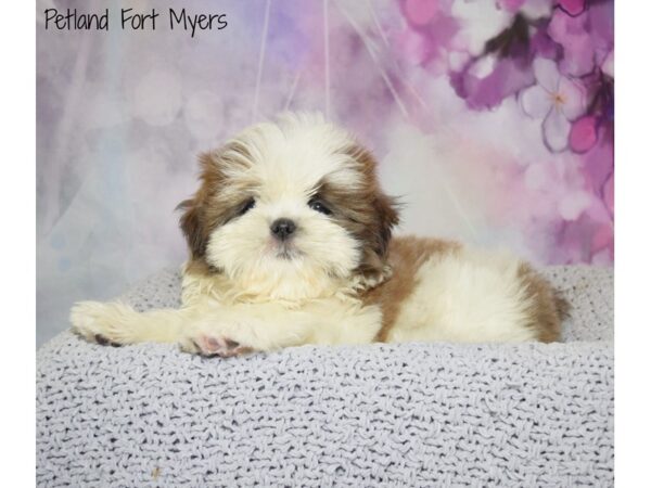 Shih Tzu DOG Male Blue & White 20533 Petland Fort Myers, Florida