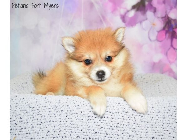 Pomeranian DOG Female Sable 20538 Petland Fort Myers, Florida