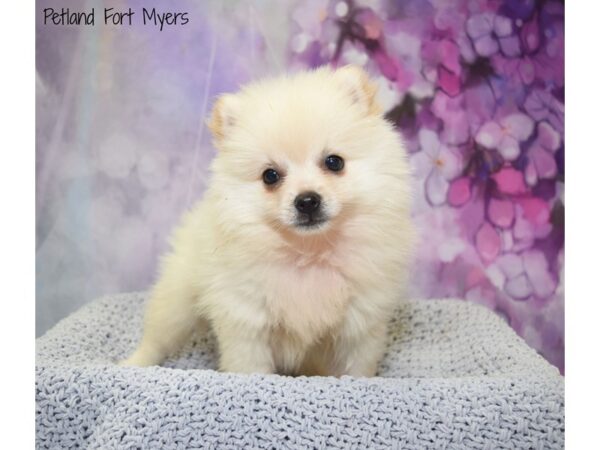 Pomeranian DOG Male Cream 20537 Petland Fort Myers, Florida