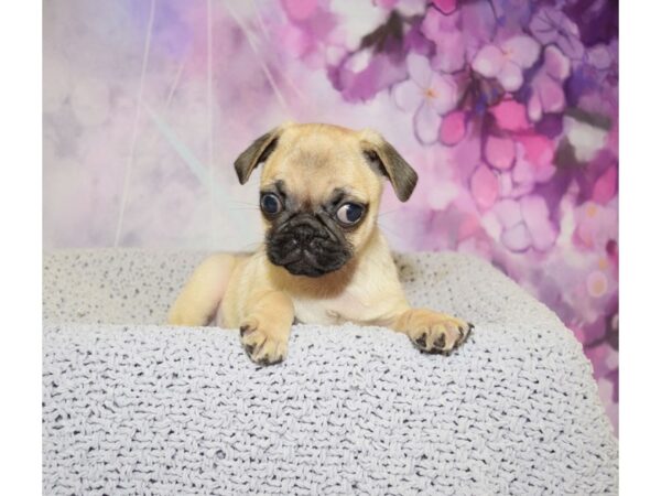 Pug DOG Male Fawn 20535 Petland Fort Myers, Florida