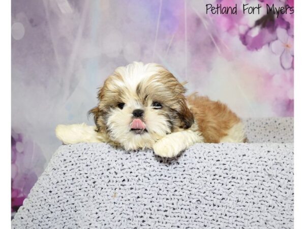 Shih Tzu DOG Male Gold & White 20532 Petland Fort Myers, Florida