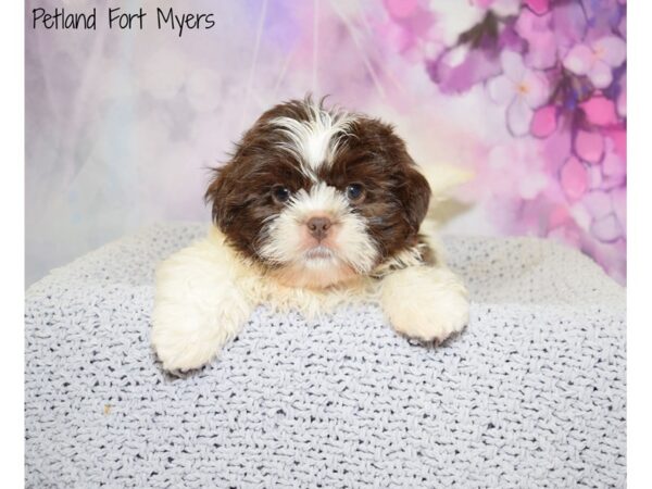 Shih Tzu DOG Male Brown & White 20531 Petland Fort Myers, Florida