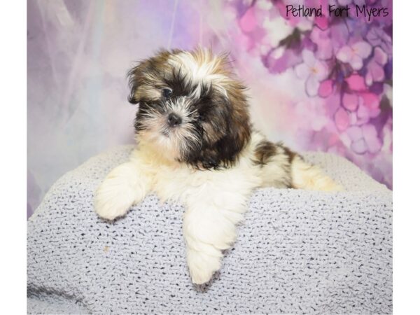 Shih Tzu DOG Male Brown & White 20529 Petland Fort Myers, Florida