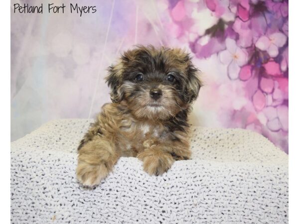 Cocker Spaniel/Poodle DOG Female Black Merle 20528 Petland Fort Myers, Florida