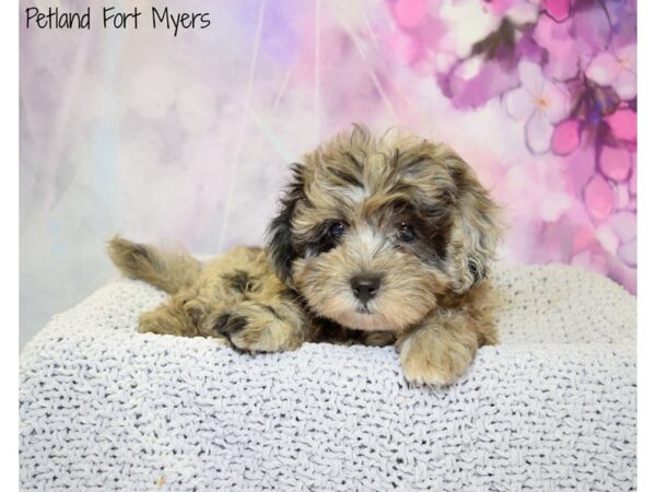 Cocker Spaniel/Poodle DOG Male Black Merle 20527 Petland Fort Myers, Florida