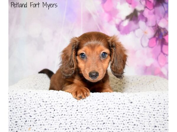 Dachshund DOG Female Brown & White 20526 Petland Fort Myers, Florida