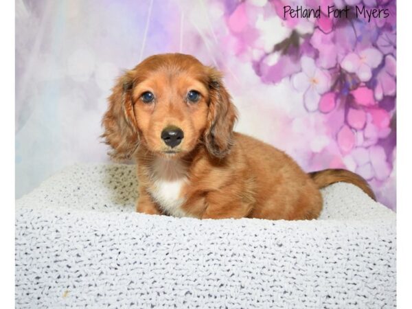 Dachshund DOG Male Brown 20525 Petland Fort Myers, Florida