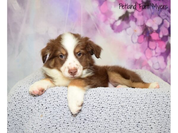 Miniature Australian Shepherd DOG Female Chocolate Tri 20524 Petland Fort Myers, Florida