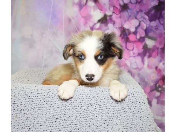 Miniature Australian Shepherd DOG Male Blue Tri 20523 Petland Fort Myers, Florida