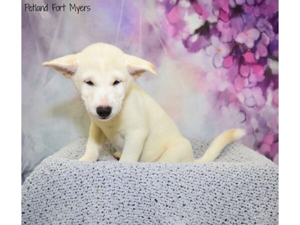 Shiba Inu DOG Male Cream 20549 Petland Fort Myers, Florida