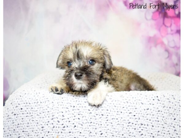 Miniature Schnauzer DOG Female Salt & Pepper 20565 Petland Fort Myers, Florida