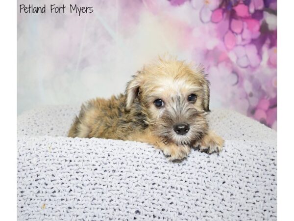 Miniature Schnauzer DOG Male Salt & Pepper 20564 Petland Fort Myers, Florida