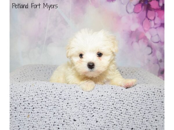 Maltese DOG Female White 20562 Petland Fort Myers, Florida