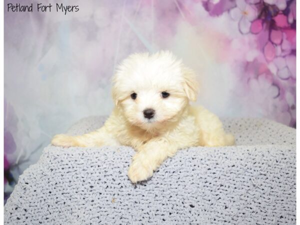 Maltese DOG Female White 20561 Petland Fort Myers, Florida