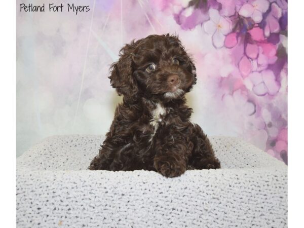 Poodle/Cocker Spaniel-DOG-Female-Chocolate-20559-Petland Fort Myers, Florida