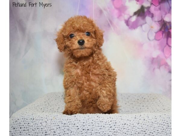 Poodle DOG Male Red 20558 Petland Fort Myers, Florida