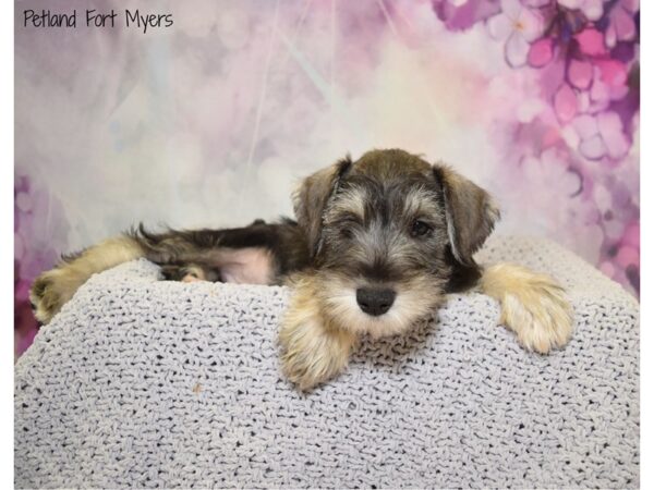 Miniature Schnauzer DOG Male Salt & Pepper 20557 Petland Fort Myers, Florida