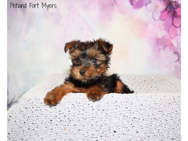 Yorkshire Terrier DOG Male Black & Tan 20556 Petland Fort Myers, Florida