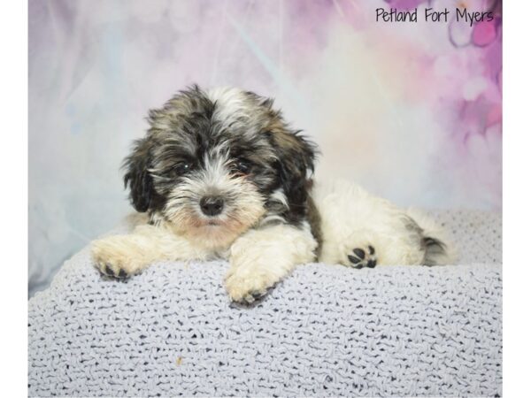 Havanese DOG Female Black & White 20555 Petland Fort Myers, Florida