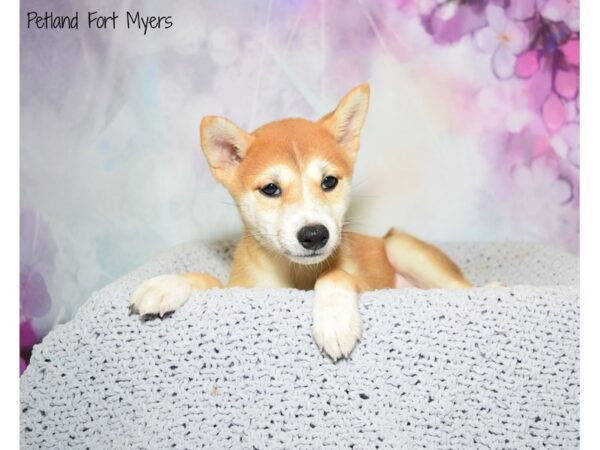 Shiba Inu DOG Female Red & White 20551 Petland Fort Myers, Florida