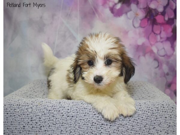 Coton De Tulear DOG Male Brindle & White 20552 Petland Fort Myers, Florida