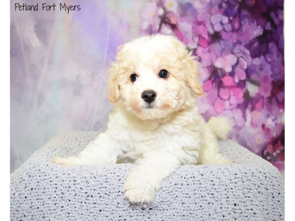 Poodle/Bichon DOG Male Red & White 20575 Petland Fort Myers, Florida