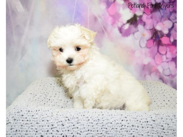 Maltese DOG Female White 20573 Petland Fort Myers, Florida