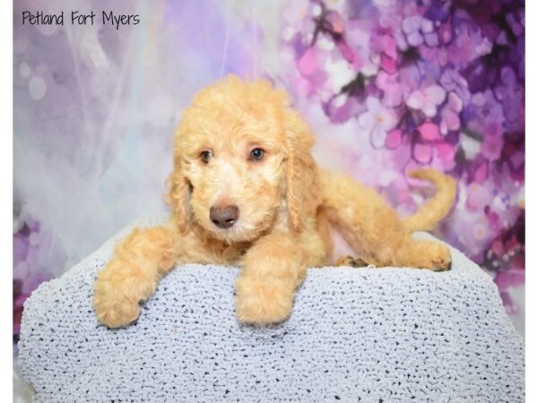 Goldendoodle 2nd Gen DOG Male Apricot 20571 Petland Fort Myers, Florida