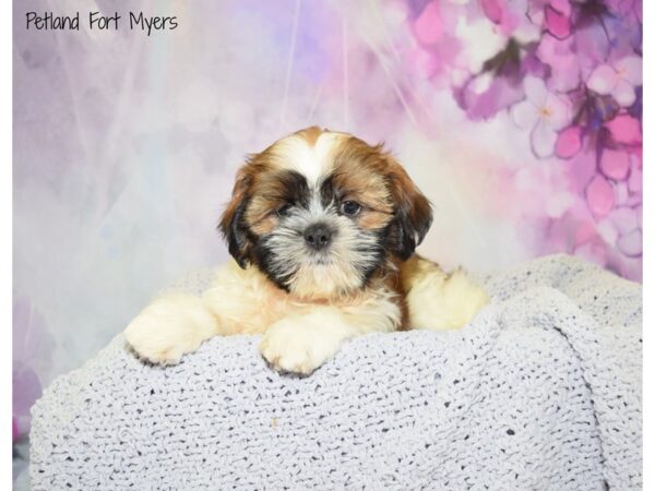 Shih Tzu DOG Male Brindle & White 20570 Petland Fort Myers, Florida