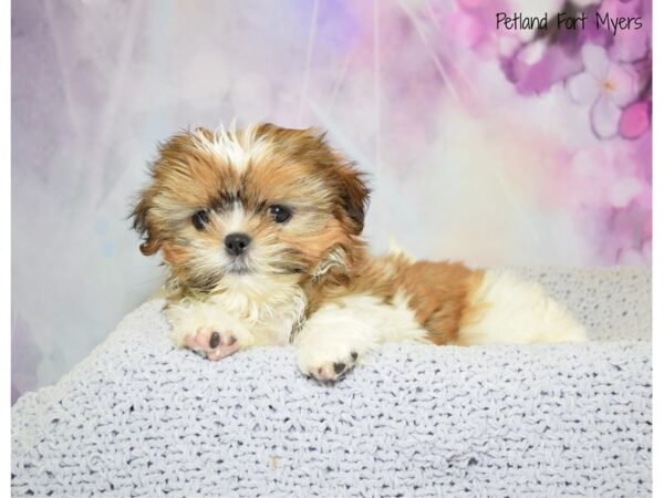 Shih Tzu DOG Female Gold & White 20567 Petland Fort Myers, Florida