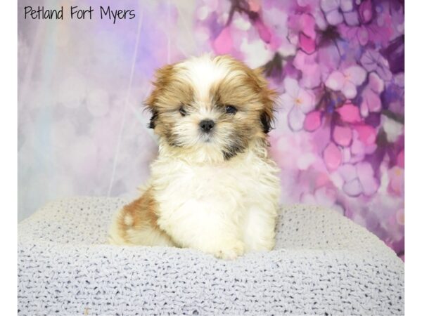 Shih Tzu DOG Male Gold & White 20566 Petland Fort Myers, Florida