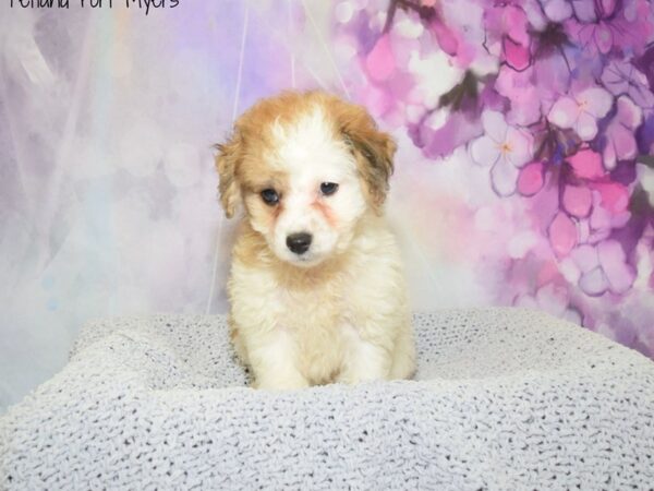 Maltese/Miniature Poodle DOG Female Brindle & White 20590 Petland Fort Myers, Florida