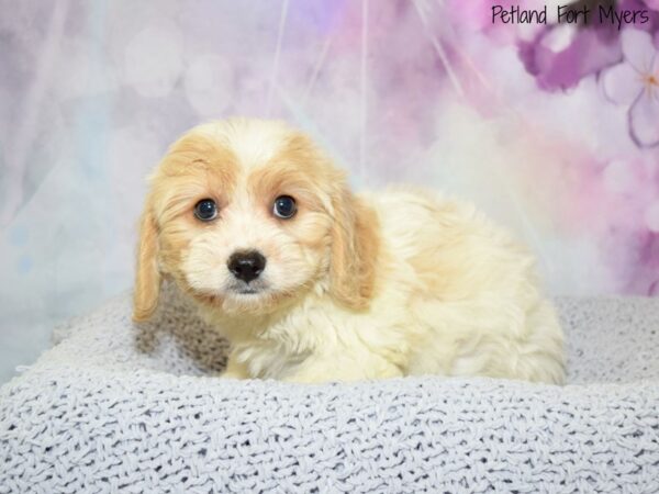 Cavachon (Cavalier/Bichon) DOG Male Blenheim 20589 Petland Fort Myers, Florida