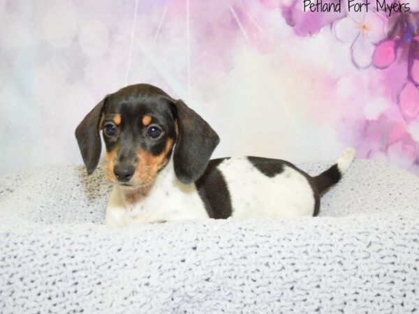 Dachshund DOG Female Black & Tan, Piebald 20587 Petland Fort Myers, Florida