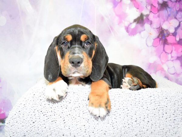 English Bulldog/Basset Hound-DOG-Male-Black Tan & White-20586-Petland Fort Myers, Florida