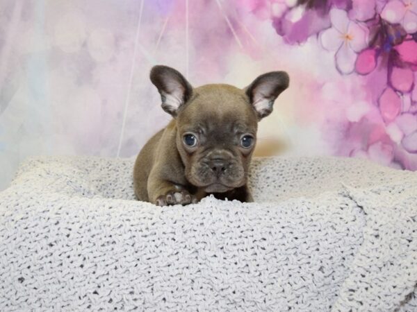 French Bulldog DOG Female Blue 20585 Petland Fort Myers, Florida