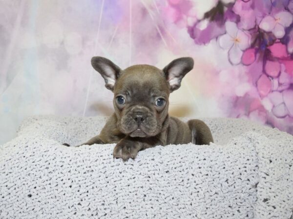 French Bulldog DOG Male Blue 20584 Petland Fort Myers, Florida